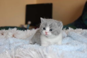 Miot D 29 marca 2015