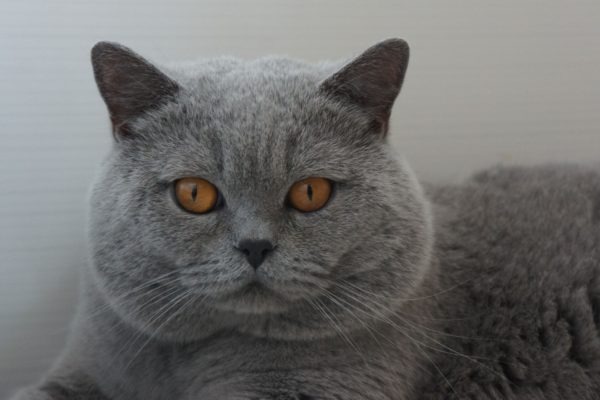 CH JW Eye Catcher of Daisy’s Home*NL