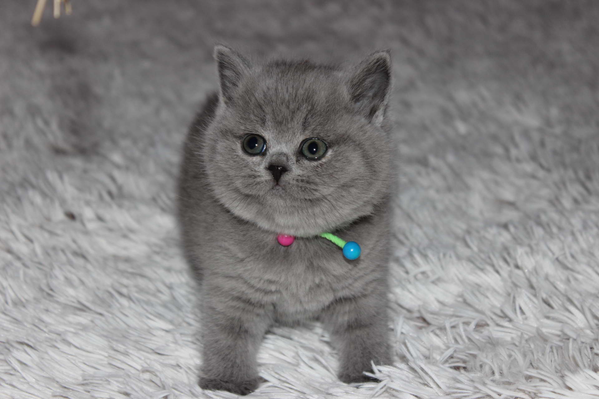 Nina